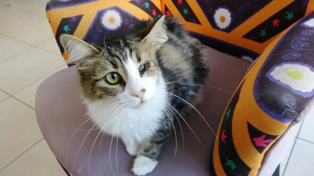 Isparta’da Kedi Nazlı Kan Nakliyle Hayata Döndü! 2